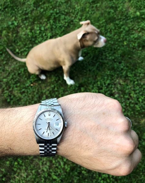 rolex dog